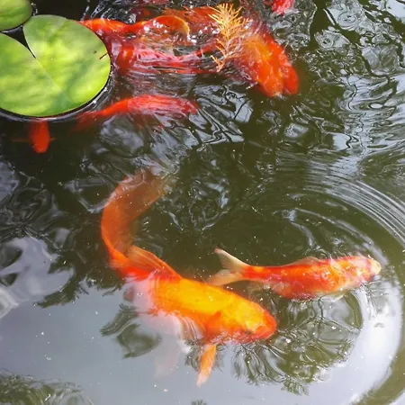 Randevu Pensjonat 3*